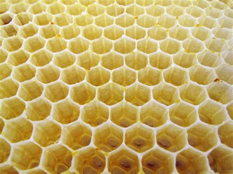 Honeycomb Wax Cells Stock Image C0119553 Science Photo Library