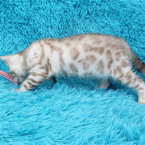 Pure Breed Snow Bengal Kittens TICA Registered Bengal Cats