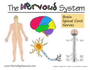3 connective tissue membranes immediately external to cns organs; About the Nervous System