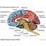 Image Result For Brain Labeled  Diagram Anatomy Human