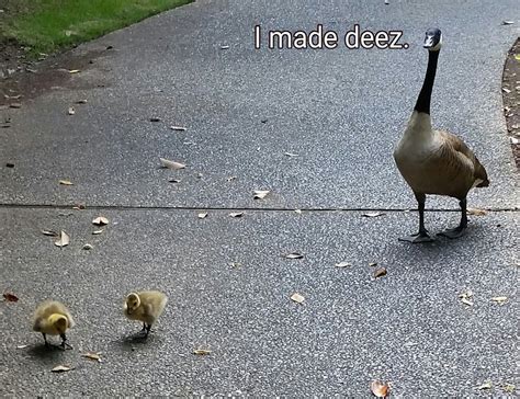 Baby Geese At My Work Squee D Meme By Alison23 Memedroid