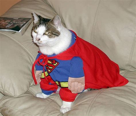 Super Cat Costumes Funny Cats Animals Hd Wallpaper Peakpx