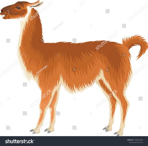 Vector Guanaco Wild Llama Illustration Stock Vector Royalty Free