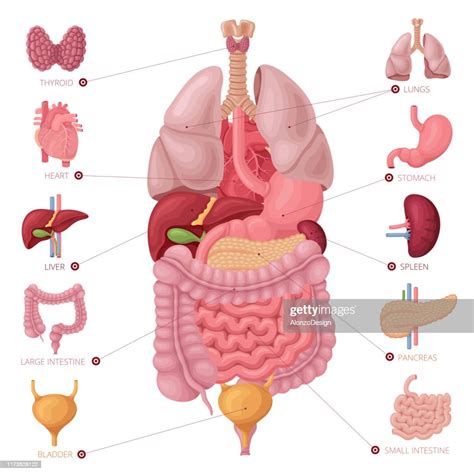 human internal organs anatomy vector high res vector graphic getty images