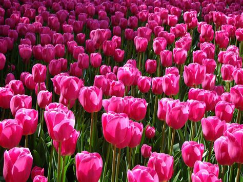 Pink Tulips Free Stock Photo Public Domain Pictures