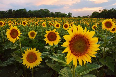Sunflower Fields Mckee Beshers Wma Poolesville 71014 Sce Flickr