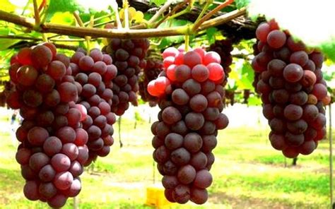 Ternyata cara menanam, perawatan dan pemupukan secara organik terbukti bisa menjadikan buah mangga 3 kali lebih besar dan menguntungkan. Cara Menanam dan Budidaya Anggur yang Kaya Manfaat | Bibit ...