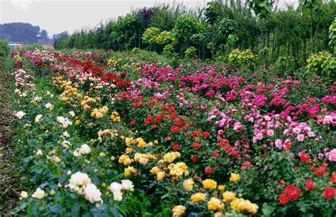 La mauve apprécie particulièrement les remblais et les murs, c'est une fleur des champs qui pousse également dans les prairies, mais que vous pouvez cultiver au jardin si vous le souhaitez afin de profiter de leur beauté. Champ de roses 3