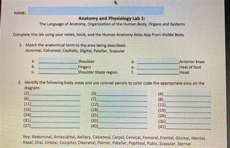 Solved Name Anatomy And Physiology Lab 1 The Language Of