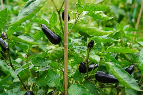 Jalapeño Peppers Turning Black Heres Why Pepper Geek