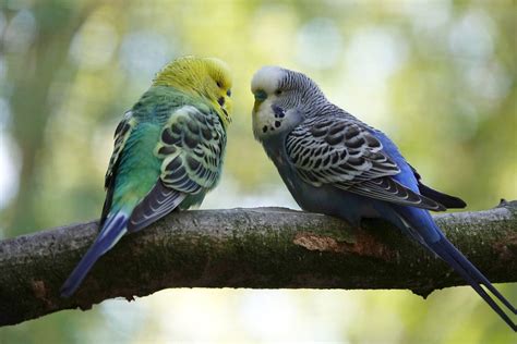How To Care For Your Parakeet Allan S Pet Center