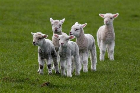Cute Sheep Cute Sheep Cute Animals Spring Lambs