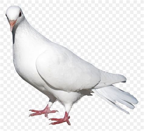 Domestic Pigeon Columbidae Bird Release Dove Png 1320x1208px