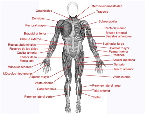 El Moderno Prometeo Aparato Locomotor Músculos Corporales Más Importantes