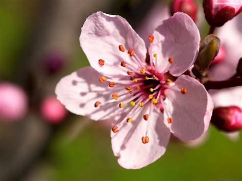 Fernnd Pérez D La Flor De Cerezo Sakura