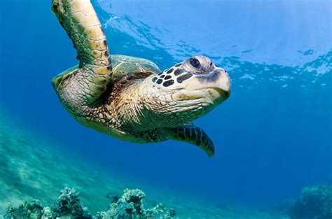Teenage mutant ninja turtles® and related is registered trademarks of mirage studios usa; Green Sea Turtle | The Biggest Animals Kingdom