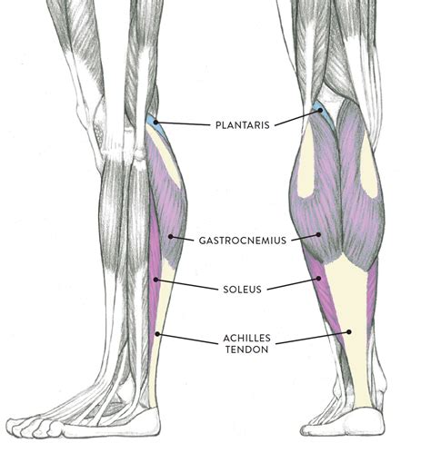 Barimorneault ¡Órale 13 Listas De Left Leg Flexor Tendon Location