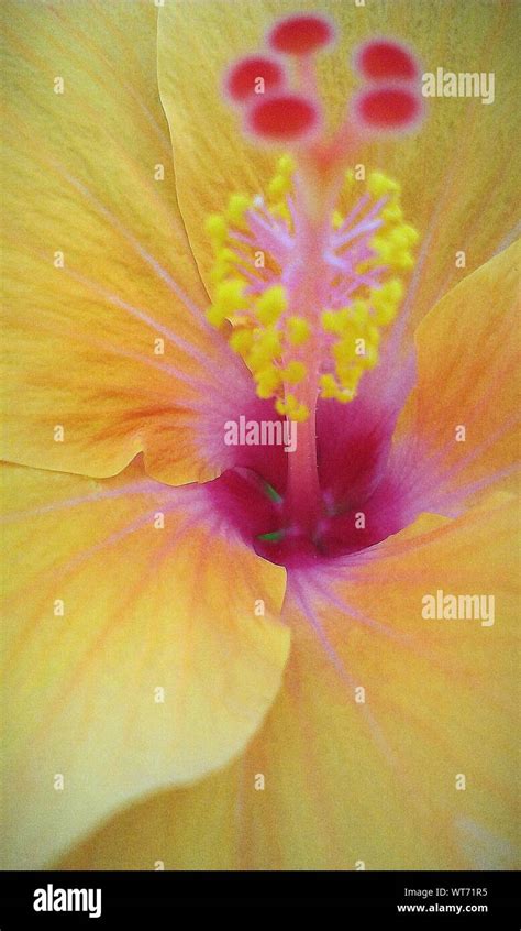 Close Up Of Yellow Hibiscus Flower Stock Photo Alamy
