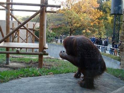 Tama Zoological Park | Next Stop, Japan