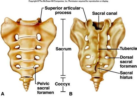 Sacrum Bone Sutures Medical Facts Osteopathy Massage Therapy