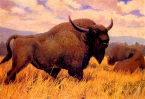 Late Pleistocene Bison Avoided The Ice Free Corridor Between 23000 And