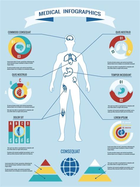 Human Body Medical Infographics Human Body Muscles Infographic