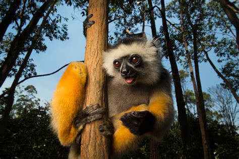 Diademed Sifaka Rare Creatures Of The Photo Ark Official Site Pbs