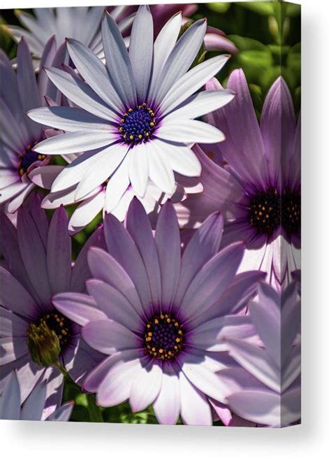 White African Daisy Dimorphotheca Ecklonis III Canvas Print Canvas