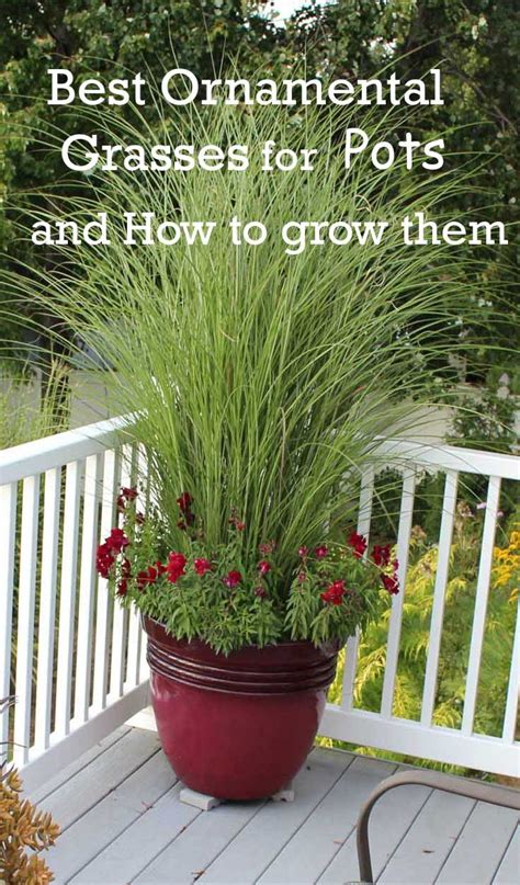You should mist your seeds every other day, and should begin seeing growth within a week, or in some cases within a couple of days. Best Ornamental Grasses for Containers and How to Grow ...