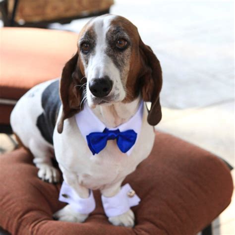Dog White Shirt Collar And Bow Tie Designer Dog Beds Designer Dog