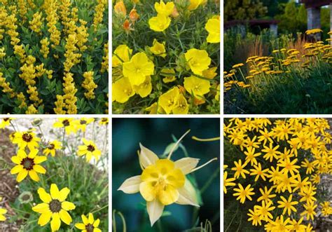 Top 10 Native Yellow Perennial Flowers Native Backyards
