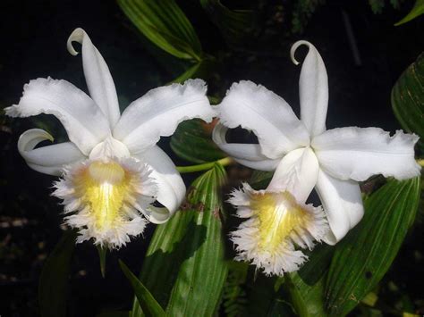 Hoa Phong Lan ViỆt Vietnam Orchids Sobralia