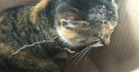 2500 Reward Offered In Case Of Abused Hanover Cat
