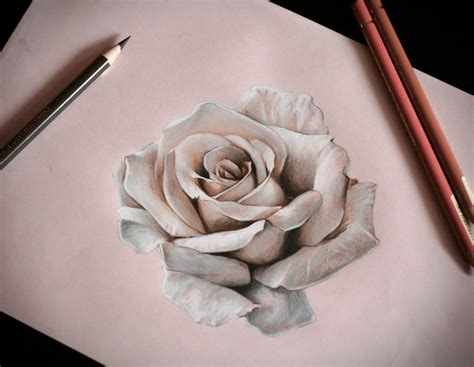 Free 10 Rose Drawings In Ai