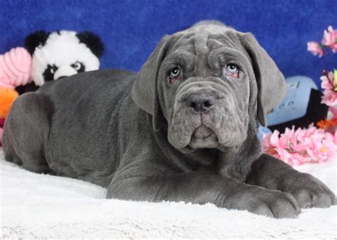 Neapolitan Mastiff Puppies For Sale Long Island Puppies