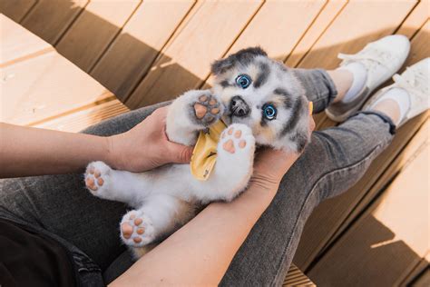Puppy Plush Toy Realistic Dog Stuffed Animal Ooak Doll Reborn Etsy