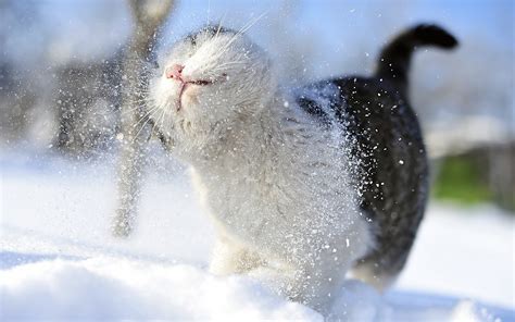 Download Snow Animal Cat Hd Wallpaper