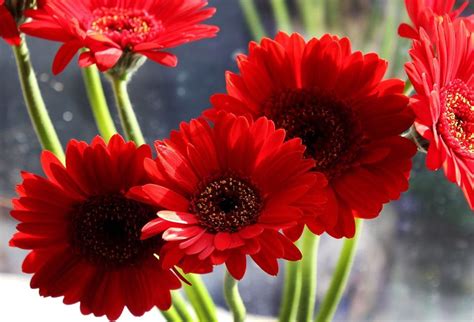 It blossoms in winters with a bunch of flowers that grow on each stem. 40+ Types of Red Flowers with Pictures | Flower Glossary
