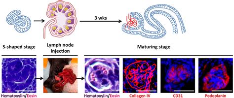 Lymph nodes are permissive sites for kidney organogenesis. Top