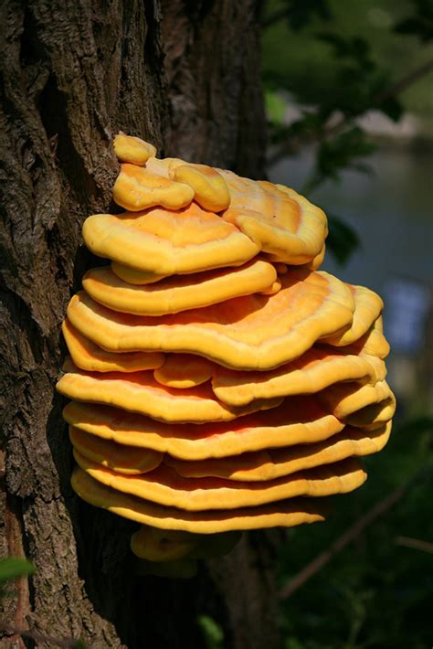 Chicken Of The Woods Mushroom Wiki Facts For This Cookery Item