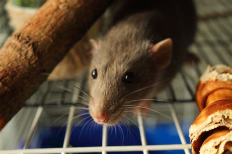 Although we have stopped breeding them, we still have a few male baby dumbo rats left, so reserve yours today! Dumbo Rats: All You Need to Know About Your Dumbo