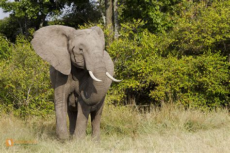 Afrikanischer Elefant Bild Bestellen Naturbilder Bei Wildlife Media