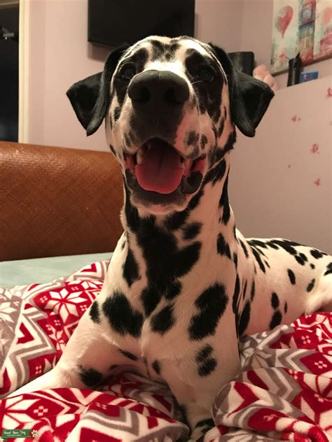 Stud Dog Friendly And Well Trained Dalmatian Breed Your Dog