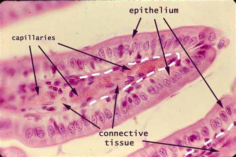 Siu Som Histology Intro