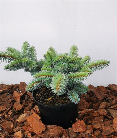 Dygioji Eglė ‘glauca Globosa Picea Pungens Aukštis 20 Cm Kaina