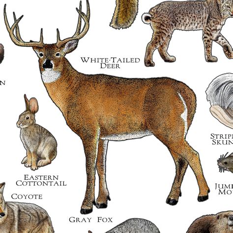 Mammals Of Wisconsin Poster Print Wisconsin Mammals Field Etsy