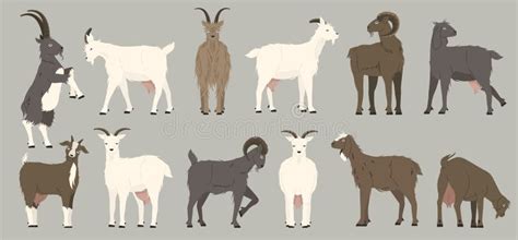 Goats Collection Cartoon Black Nanny Goats Cartoon Alpine Herd Of