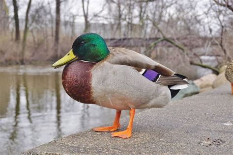 A Male Mallard Duck With Green Head Stock Photo Image Of Mallard