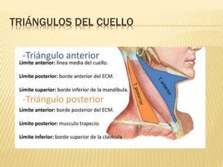 EXPLORACION FISICA DE CUELLO PPT Descarga Gratuita