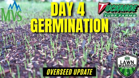 How Long Does It Take For Tall Fescue To Germinate Mountain View Seed